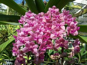 Rhynchostylis gigantea