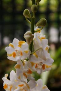 Phalaenopsis pulcherrima