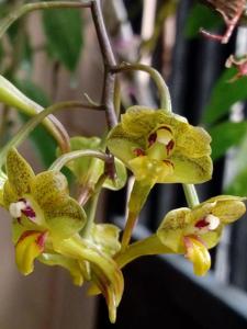 Dendrobium hymenophyllum