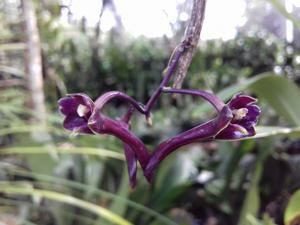 Dendrobium hymenophyllum