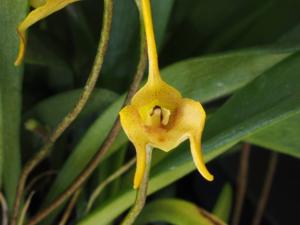Masdevallia floribunda