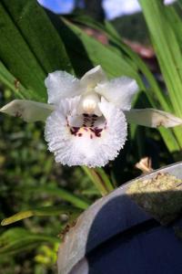 Chondroscaphe merana