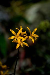 Cattleya hoehnei