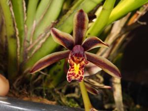 Cymbidium bicolor subsp. pubescens