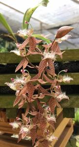 Polycycnis muscifera