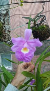 Sobralia rogersiana