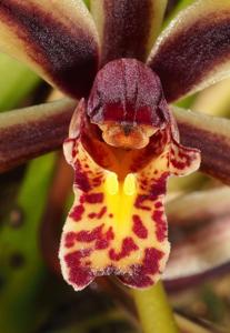 Cymbidium bicolor subsp. pubescens
