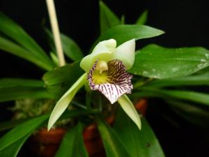 Stenotyla picta