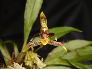 Kefersteinia parvilabris