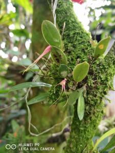 Stellamaris pergrata