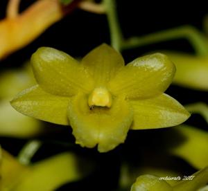 Dendrobium cerinum