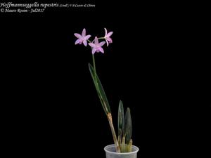Cattleya rupestris