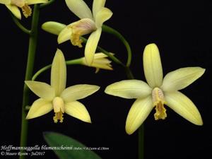Cattleya blumenscheinii