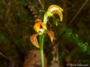 Chrysoglossum ornatum