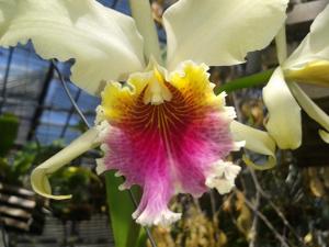 Cattleya rex