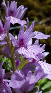 Dactylorhiza foliosa