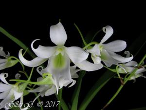 Sobennikoffia robusta