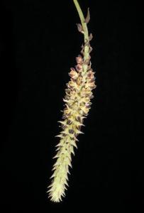 Cleisomeria lanata