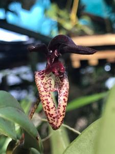 Bulbophyllum lasiochilum