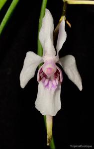 Holcoglossum lingulatum