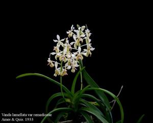 Vanda lamellata var. remediosae