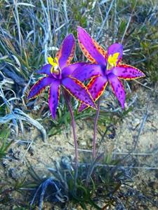 Thelymitra speciosa