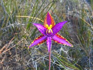 Thelymitra speciosa