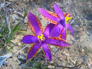 Thelymitra speciosa