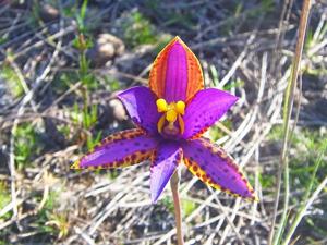 Thelymitra speciosa