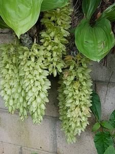 Clowesia russelliana