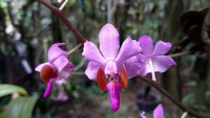 Phalaenopsis pulcherrima