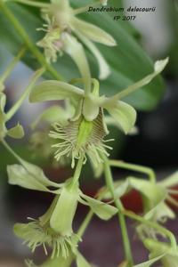 Dendrobium delacourii