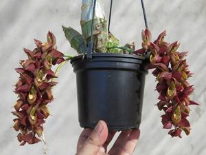 Catasetum pulchrum