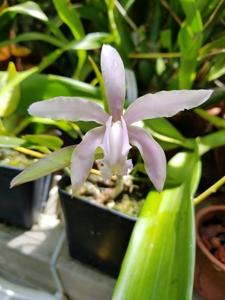 Cattleya kerrii