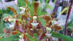 Vanda roeblingiana