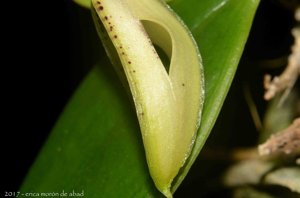 Zootrophion erlangense