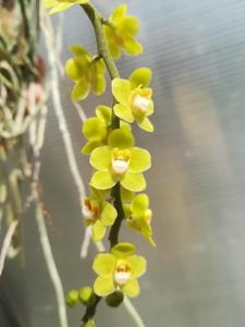 Chiloschista lindstroemii