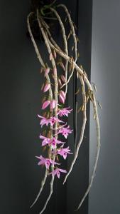 Dendrobium anosmum