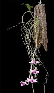 Dendrobium anosmum