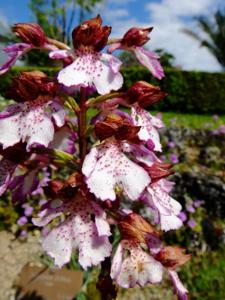 Orchis purpurea