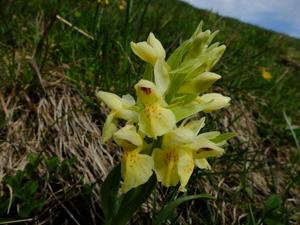 Dactylorhiza sambucina