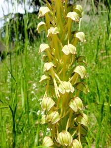 Orchis anthropophora