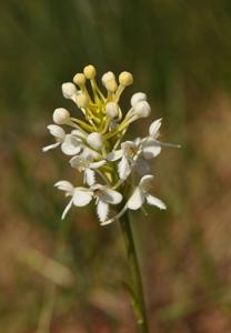 Platanthera blephariglottis