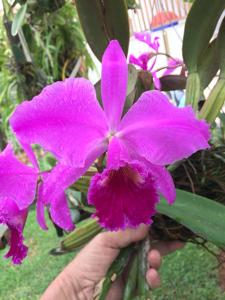 Cattleya labiata