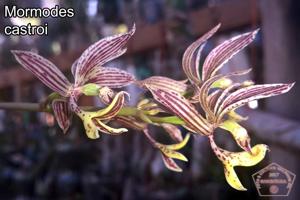 Mormodes castroi