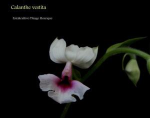 Calanthe vestita