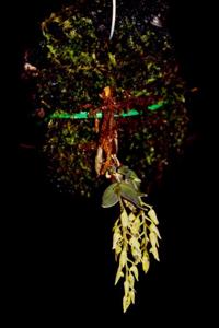 Dendrobium eserre