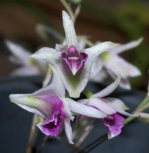 Dendrobium elliottianum