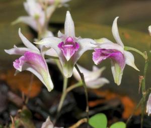 Dendrobium elliottianum