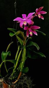 Cattleya violacea